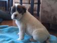 Mastiff Boxer puppies for sale