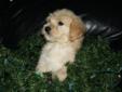 Midi Goldendoodles ready for homes now! From reputable breeder!!