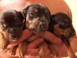 Min Pin Puppies for sale