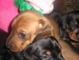 Mini Dachshund * Weiner Dogs * Dashound born Christmas Day!!!