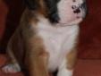Only 3 Adorable Boxer Puppies Left!