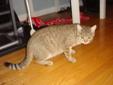 Petite Light Brown Tabby Female 1 year old needs a great home!