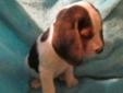 Pocket Beagle puppies