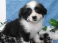 Pomeranian X Shih Tzu Puppies - Non-shedding, 2 vaccinations