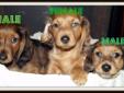 PRICE REDUCTION! DACHSHUND PUPPIES READY NOW! MUST GO THIS WEEK!
