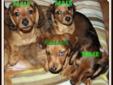 PRICE REDUCTION! DACHSHUND PUPPIES READY NOW! MUST GO THIS WEEK!