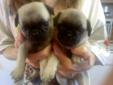 PUG PUPPIES READY TO GO