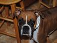 Pure Bred Boxer Pups Ready to Go