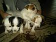 Pure Bred Jack Russell Pups
