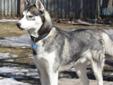 PURE BRED SIBERIAN HUSKY PUPPIES FOR SALE