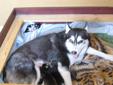 PURE BRED SIBERIAN HUSKY PUPPIES FOR SALE