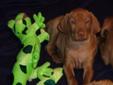 PURE BRED VIZSLA PUPPIES GOING GOING GONE!