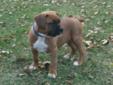 **Purebred Boxer Puppies** ONLY 3 LEFT!!