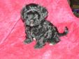 Purebred Havanese Puppies for Sale Ready for Homes NOW
