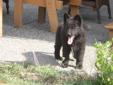 Purebred Long Hair BLACK German Shepherd Puppies (VERY RARE)