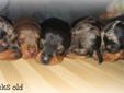 Purebred Miniature smooth Dachshunds