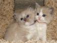 Purebred TICA Ragdoll Kittens