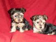 QUALITY AND PURE YORKSHIRE TERRIER PUPS GOING FOR A GOOD PRICE