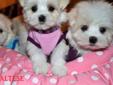 Quality Tiny Toy and Toy Maltese