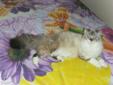 Ragdoll Kittens Ready For Loving Home (Last Female) Ready Now