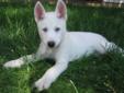 Rare Snow White Pure Siberian Husky Puppies Vivid Blue Eyes