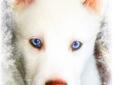 Rare Snow White Pure Siberian Husky Puppies Vivid Blue Eyes