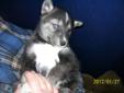 ****Ready Feb 14 * Valentines Day***** 1 male available OBO