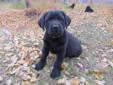 Ready to go, CKC Reg Black Lab puppies for sale