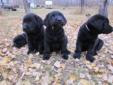 Ready to go, CKC Reg Black Lab puppies for sale