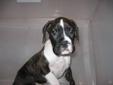 READY TO GO NOW! CKC Purebred Boxer Puppies! PRICE REDUCED!