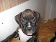 READY TO GO NOW! CKC Purebred Boxer Puppies! PRICE REDUCED!