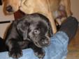 REDUCED 2 BEAUTIFUL PUPPIES NEED GOOD HOMES