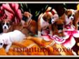Registered Boxer Puppies