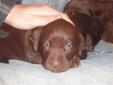 Registered Chocolate Labs