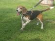 Senior Female Dog - Beagle: 