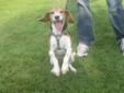 Senior Female Dog - Beagle: 
