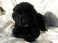 Seven Beautiful Puppies for Sale! Four left! New Photos!