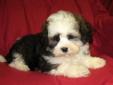 Shih Poo puppies Males only.