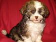 Shih Poo puppies One male left.