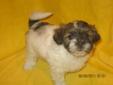 SHIH TZU PUPPIES FOR SALE!