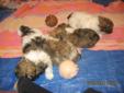 SHIH TZU PUPPIES FOR SALE!