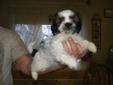 Shih-tzu puppies for sale