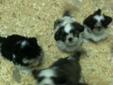 SHIH TZU PUPPIES FOR SALE