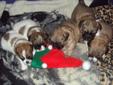 shih tzu puppies for sale