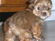 Shorkie Pups for sale