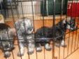 Six Mini Schnauzers Puppys For Sale