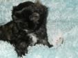 Small Imperial Shih Tzu Puppies