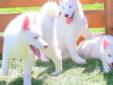 Snow White Siberian Husky Puppies Vivid Blue Eyes