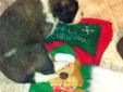 St Bernard Pups make great stocking stuffers. 3 Boys Left
