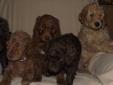 Standard Poodle Pups! READY NOW! Brown, Red, Apricot, Black!